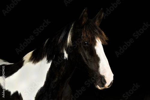 Fototapeta Naklejka Na Ścianę i Meble -  Paint Draft Horse Black Background