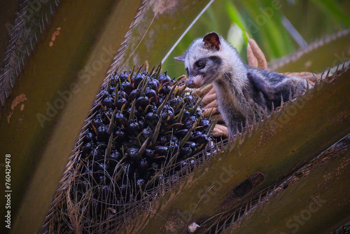 Masked palm civet or Paguma larvata photo