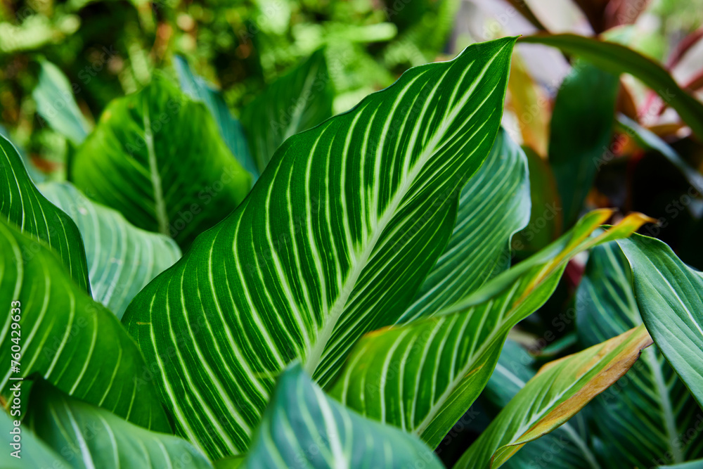 Close-up of dieffenbachia Exotica leaf on plant Close-up of dieffenbachia Exotica leaf on plant