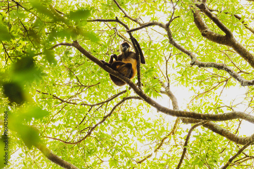 Monkey up in trees in Costa Rica photo
