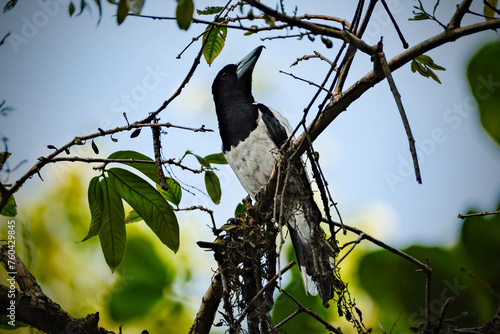 beauty bird cracticus cassicus