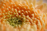 Lush orange gerbera with intricate petal details in macro