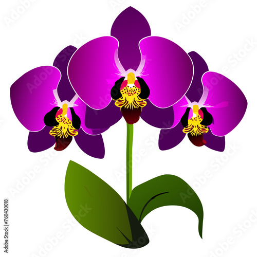 Orchid in nature, a graceful dance of vibrant petals against a verdant backdrop.