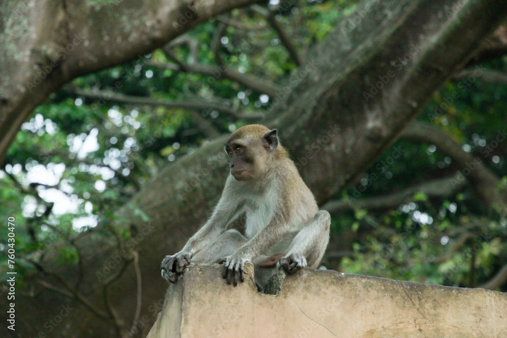 juvenile Long-tailed macaque (Macaca fascicularis) also known as cynomolgus monkey sitting on building debris in Sumatra island, Indonesia juvenile Long-tailed macaque (Macaca fascicularis) also known as cynomolgus monkey sitting on building debris in Sumatra island, Indonesia