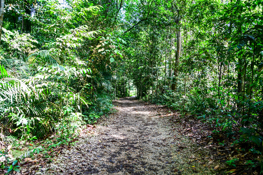 Obraz premium MacRitchie Reservoir Park in Singapore