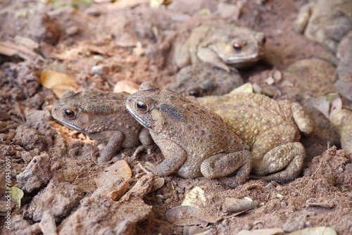 toad group on the ground