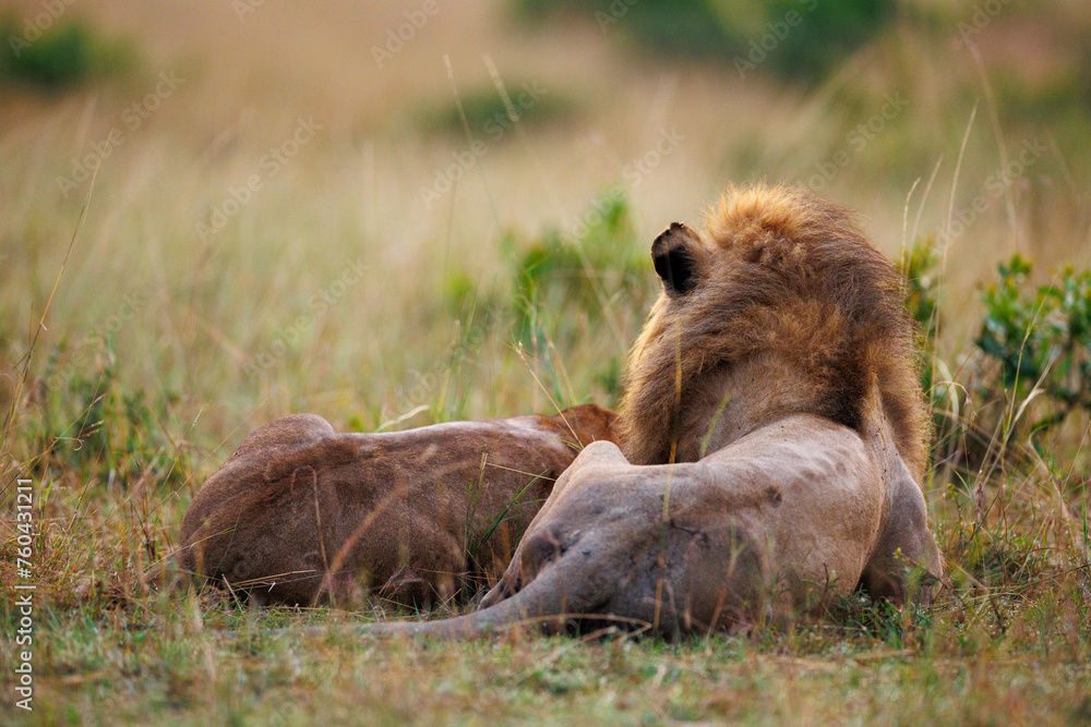 oA pair of lion and lioness sitting in grassland in Masai Mara Kenya, in golden sunrise hour oA pair of lion and lioness sitting in grassland in Masai Mara Kenya, in golden sunrise hour