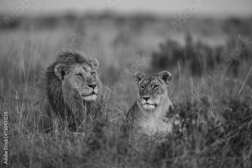 A pair of lion and lioness sitting in grassland in Masai Mara Kenya, in golden sunrise hour. This is a black and white photo