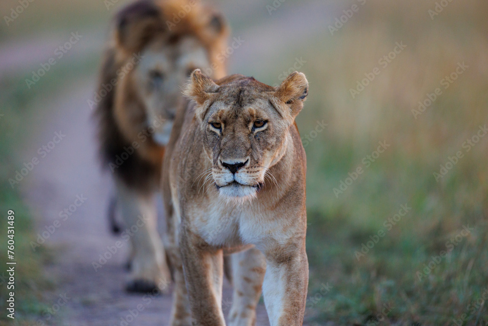 Fototapeta premium A pair of lion and lioness walking in grassland in Masai Mara Kenya, in golden sunrise hour.