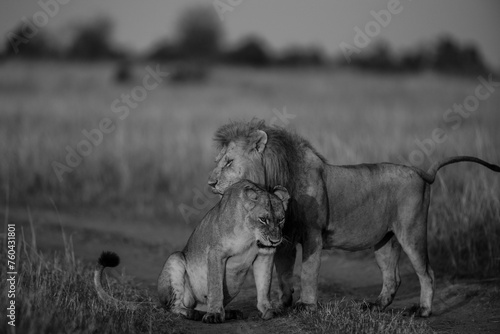 A pair of lion and lioness sitting in grassland in Masai Mara Kenya, in golden sunrise hour. The photo is a black and white photo.