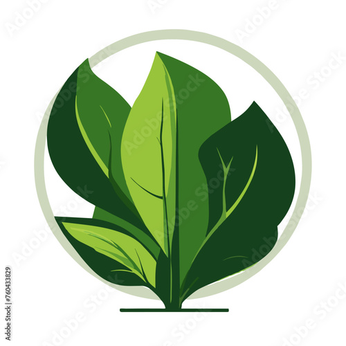 A leafy green spinach plant basking in nature's embrace.
