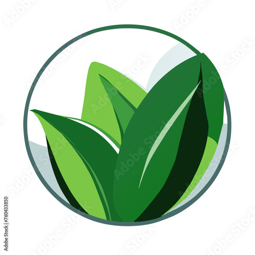 Green spinach leaves grow abundantly in nature.