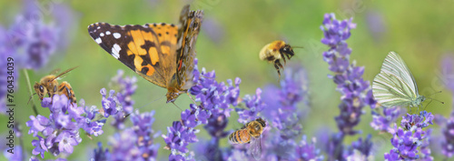 scenic nature with honey bee and butterfly on lavender flowers in panoramic view.
