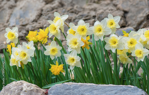 beautiful yellow daffodils blooming in a flower bed blooming surrounded by st...