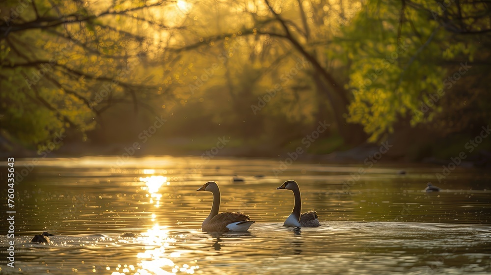 Para kaczek pływających razem na jeziorze w słoneczny dzień - obrazy, fototapety, plakaty 