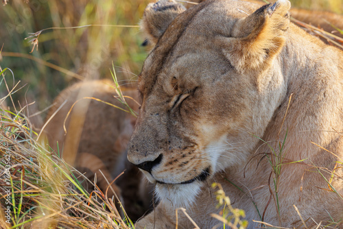 A subadult lioness in Masai Mara. The lioness is resting. photo