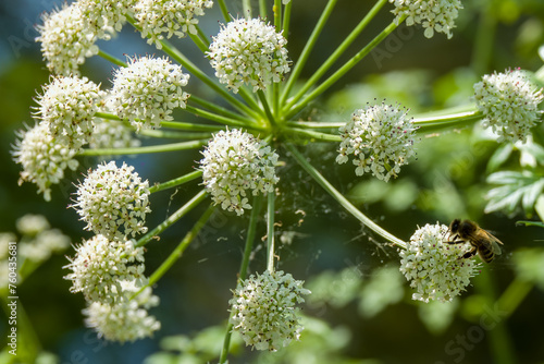Tableau sur toile western honey bee collecting pollen from hemlock water dropwort oenanthe crocata