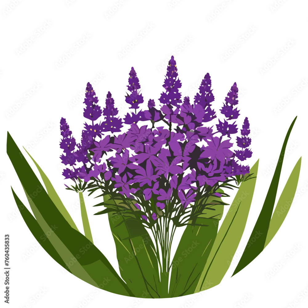 Obraz premium Verbena brings nature's beauty into your home with its vibrant blooms.