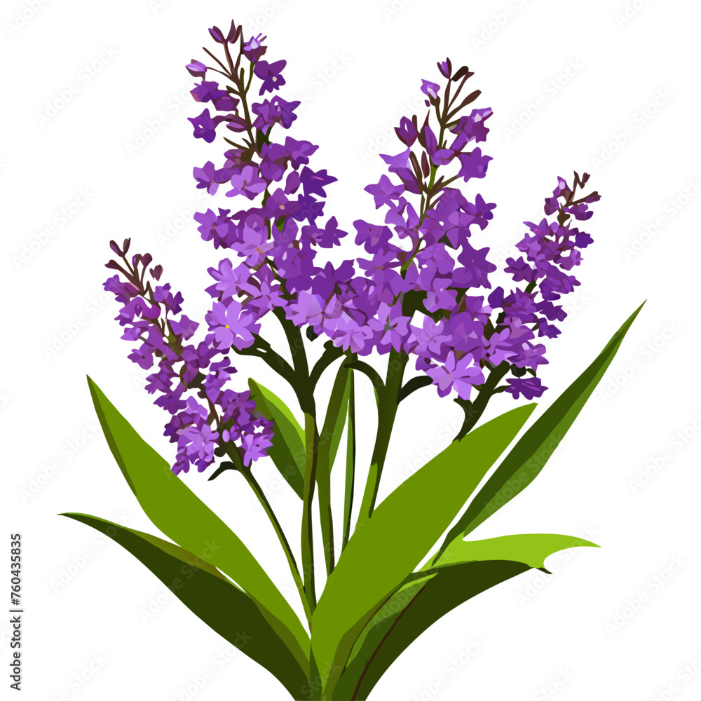 Verbena nature is a beautiful sight to behold. Verbena nature is a beautiful sight to behold.
