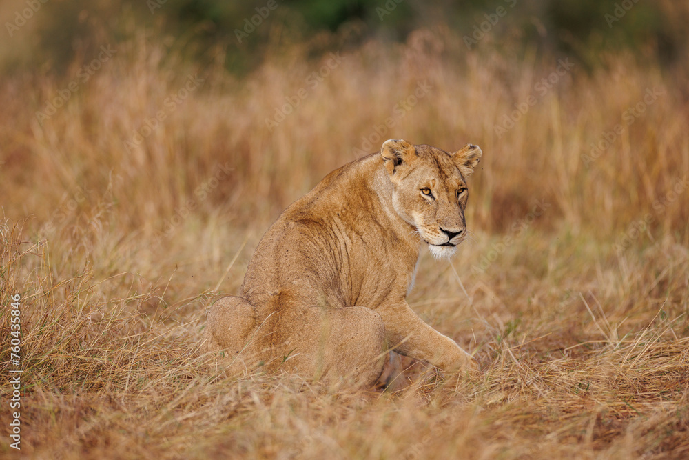 A subadult lioness in Masai Mara. Side profile photo of the lioness. A subadult lioness in Masai Mara. Side profile photo of the lioness.