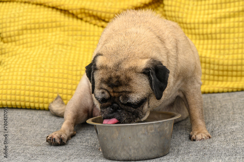 pug drinks water from a bowl on the sofa 1 © Михаил Шорохов
