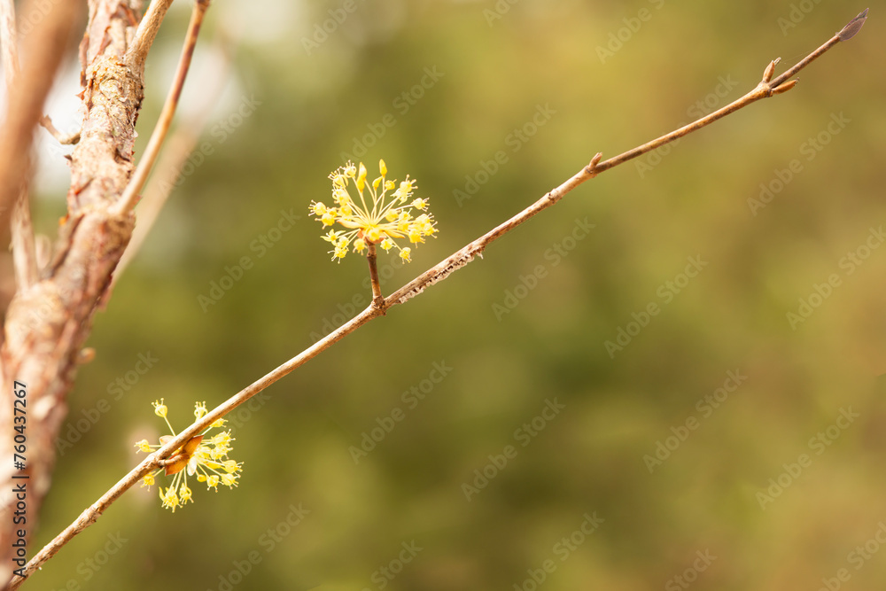산수유 산수유