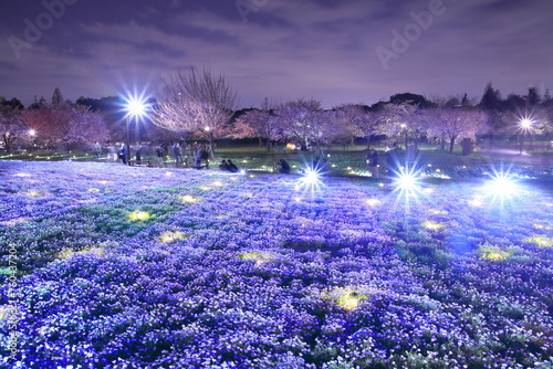 舎人公園のライトアップとネモフィラ畑