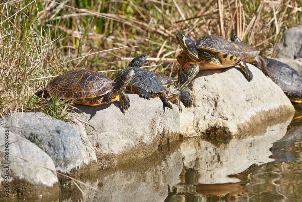 tortugas galápagos en las piedras del estanque tortugas galápagos en las piedras del estanque