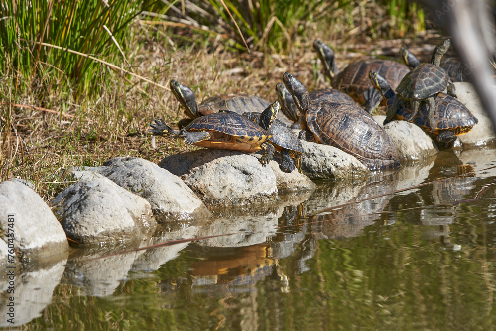 tortugas galápagos en las piedras del estanque tortugas galápagos en las piedras del estanque