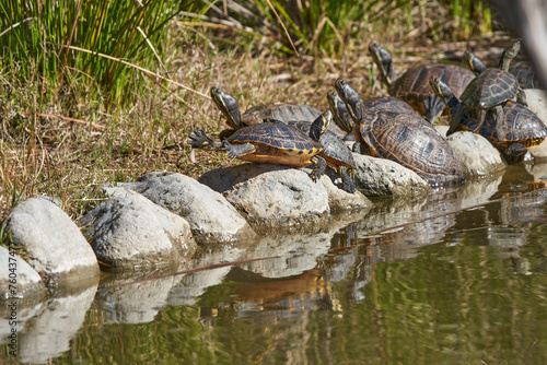 tortugas y galápagos en el estanque
