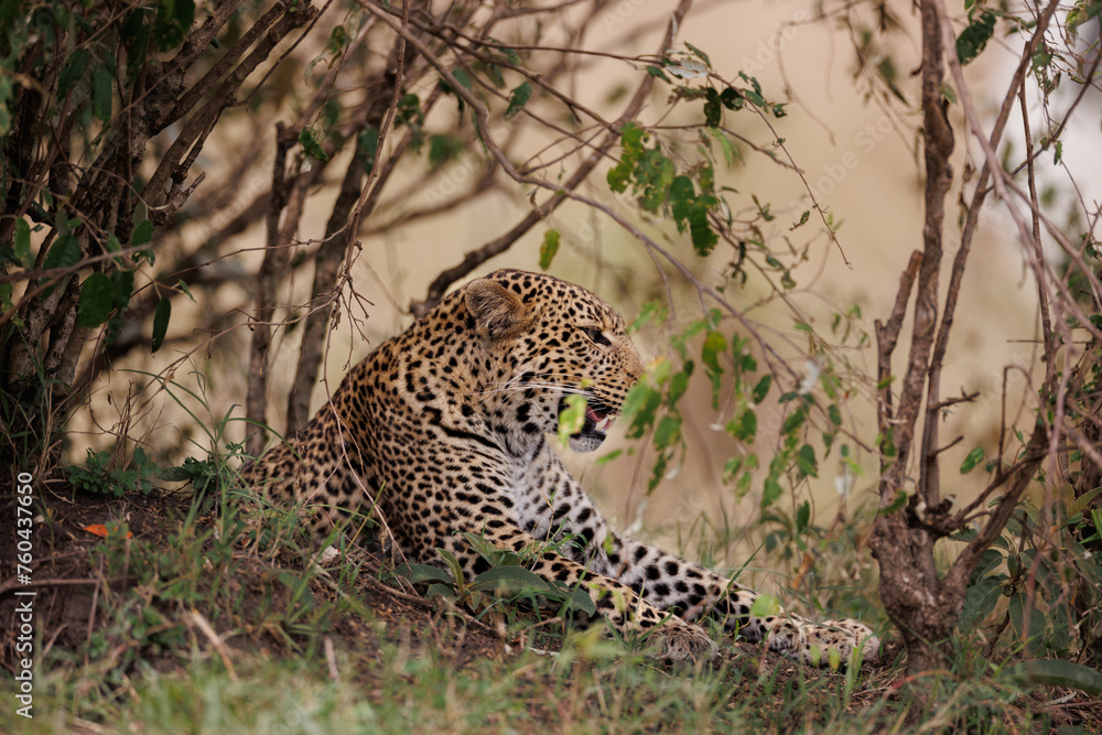 Obraz premium A photo of a leopard resting in Masai Mara Kenya