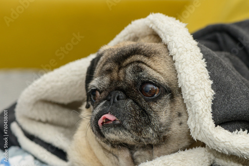 the pug is cold. pug lying covered on the sofa 1 © Михаил Шорохов