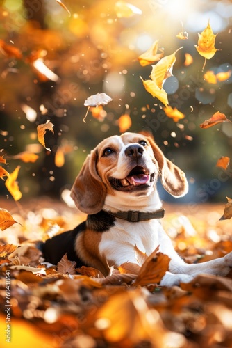 Smiling Beagle Enjoying the Warmth of a Sunny Autumn Afternoon Among Fallen Leaves