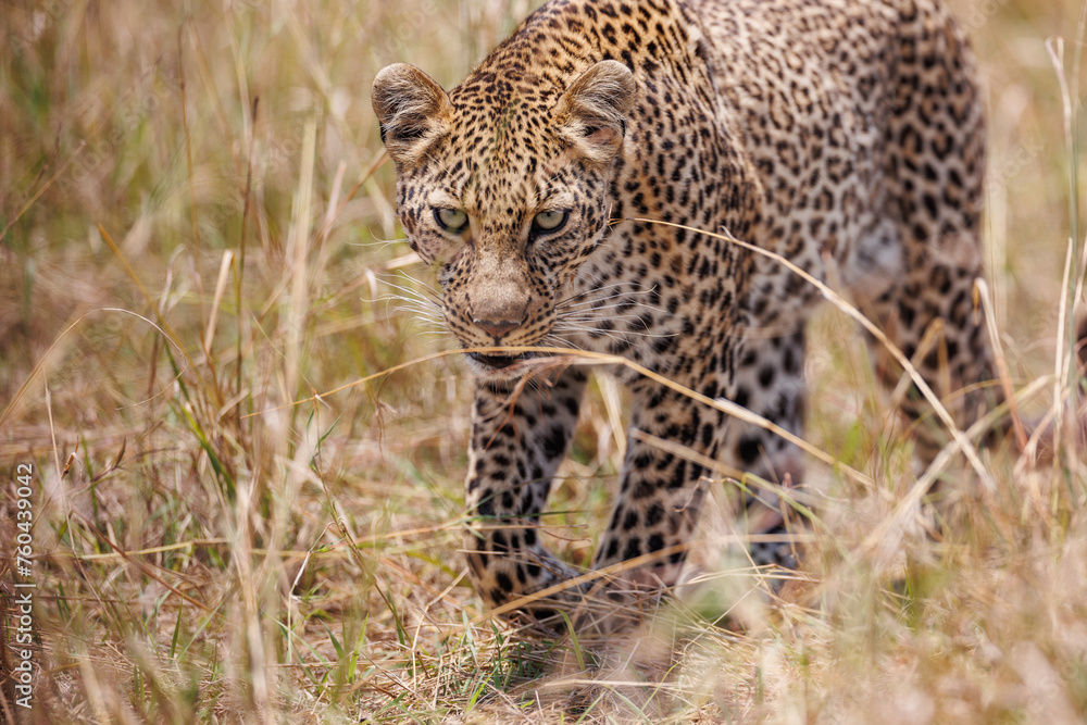 A photo of a leopard walking in open grassland in Masai Mara Kenya A photo of a leopard walking in open grassland in Masai Mara Kenya