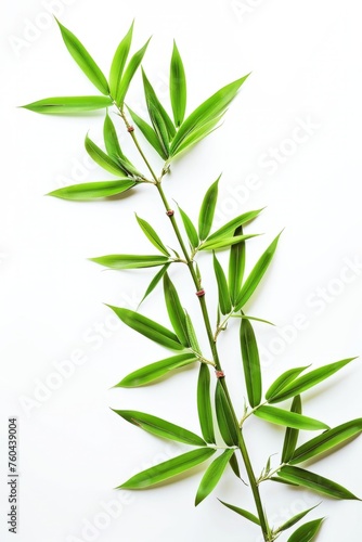Fresh Green Bamboo Leaves Arranged Neatly Against a Clean White Background
