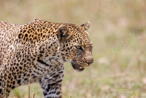 A photo of a leopard walking in open grassland in Masai Mara Kenya