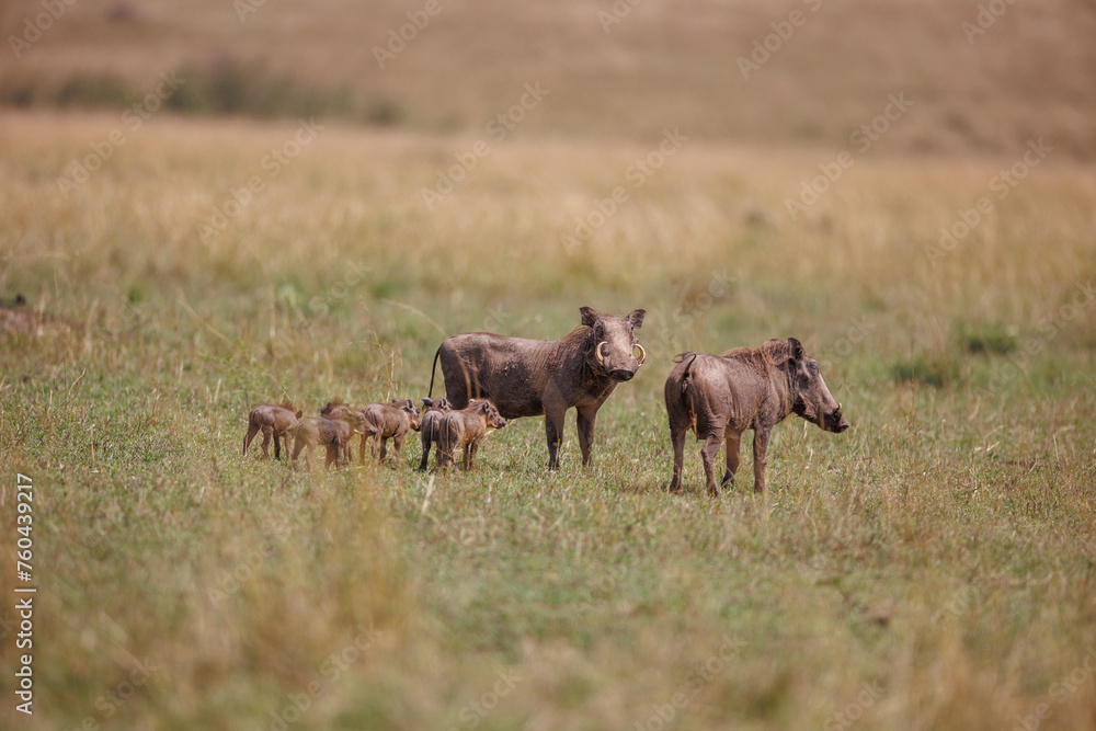 Family of Warthogs in Masai Mara, Kenya – September 2023