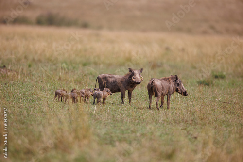 Obraz na płótnie Family of Warthogs in Masai Mara, Kenya – September 2023 w salonie