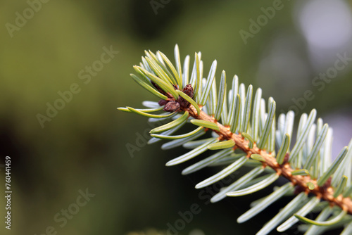 Closeup of a spruce tree branch (FIN: kuusen oksa) photographed in Finland. Beauty of evergreen nature. Coniferous tree that symbolizes Christmas and holiday season. Color image, green background.