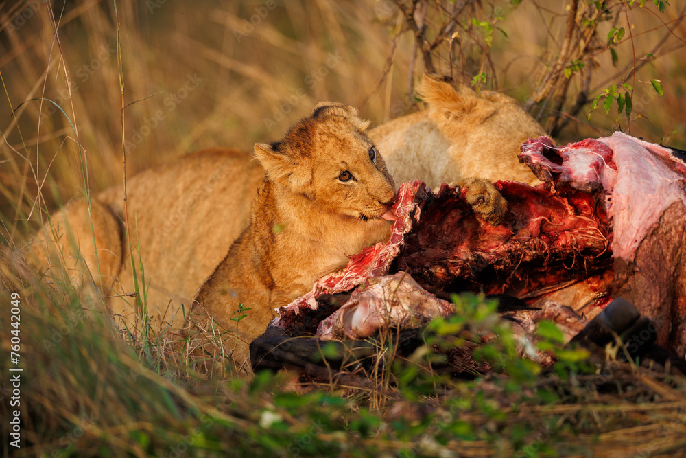 Lion cub eating a buffalo in Masai Mara shot in September 2023