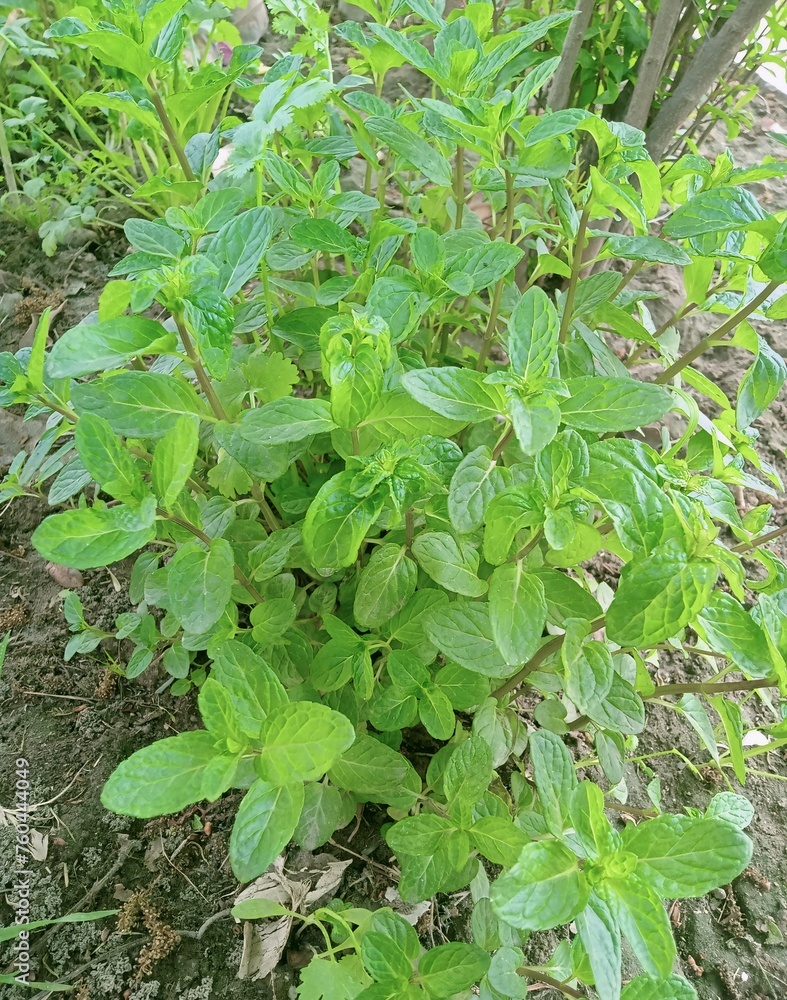 Watermint Peppermint is a hybrid species of mint, a cross between watermint and ...