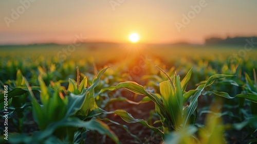 corn field or maize field at agriculture farm in the morning sunrise