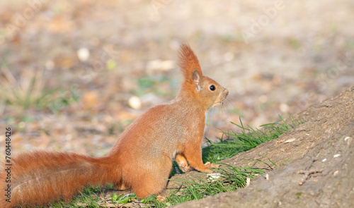 Red squirrel, Sciurus vulgaris. The animal is sitting on the ground near a tree, looking intently