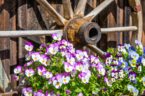 Flower decorations in front of old wagon wheel