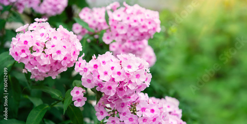 Photos blooming phlox bush in sunlight in the garden, summer floral background