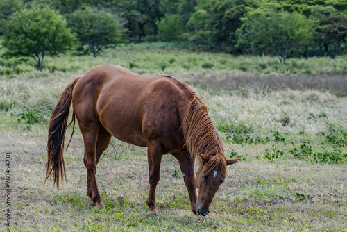 horses in pasture， Mamalahoa Hwy / Hawaiʻi Belt Rd, Hawaii island / big island