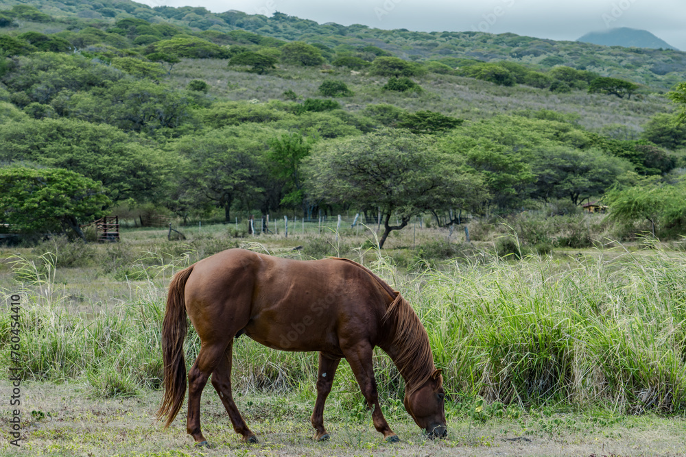 horses in pasture， Mamalahoa Hwy / Hawaiʻi Belt Rd, Hawaii island / big island