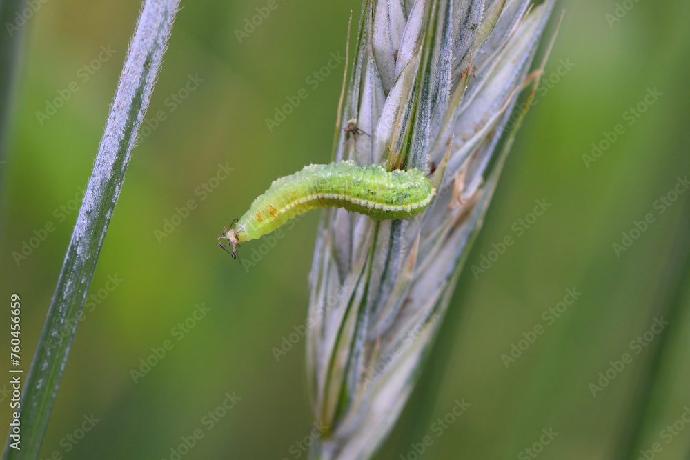 The larva of a fly from the family Syrphidae, Hoverfly with a hunted aphid. A colony of aphids on a plant and their natural enemy. The larva of a fly from the family Syrphidae, Hoverfly with a hunted aphid. A colony of aphids on a plant and their natural enemy.