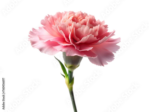 Pink carnation flower. isolated on transparent background. © shabbir