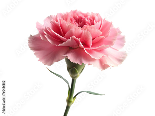 Pink carnation flower. isolated on transparent background.